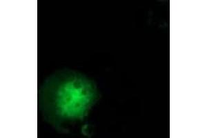 Anti-GBP5 mouse monoclonal antibody (ABIN2454091) immunofluorescent staining of COS7 cells transiently transfected by pCMV6-ENTRY GBP5 (RC206627). (GBP5 抗体)