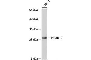 Western blot analysis of extracts of THP-1 cells using PSMB10 Polyclonal Antibody at dilution of 1:5000. (PSMB10 抗体)