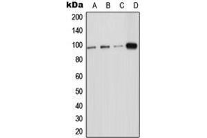 Western blot analysis of ICAM-5 expression in HeLa (A), HEK293T (B), Raw264. (ICAM5 抗体  (Center))