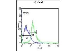 EHMT2 Antibody (N-term) (ABIN651717 and ABIN2840372) flow cytometric analysis of Jurkat cells (right histogram) compared to a negative control cell (left histogram). (EHMT2 抗体  (N-Term))