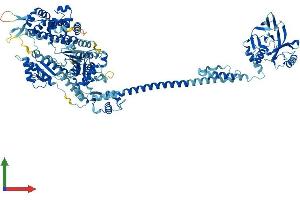 AlphaFold protein structure predicition of Human Recombinant MYO1G Protein, UniprotID B0I1T2