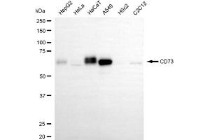 Western blotting analysis using CD73 antibody (ABIN7797430).