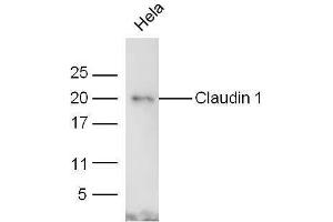 Claudin 1 抗体  (AA 121-211)