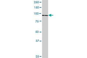 C4orf9 MaxPab polyclonal antibody. (Nop14 抗体  (AA 1-806))