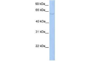 PWP1 antibody used at 0. (PWP1 抗体  (C-Term))
