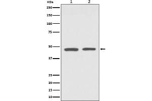 Western Blotting (WB) image for anti-GATA Binding Protein 3 (GATA3) antibody (ABIN7606962)