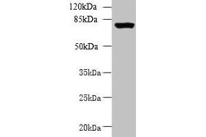Western blot All lanes: CLPB antibody at 5 μg/mL + 293T whole cell lysate Secondary Goat polyclonal to rabbit IgG at 1/10000 dilution Predicted band size: 79, 76, 73, 75, 58 kDa Observed band size: 79 kDa (CLPB 抗体  (AA 1-350))