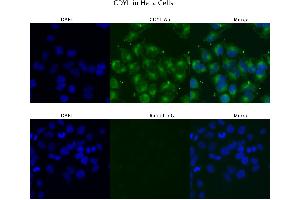 Sample Type :  HeLa   Primary Antibody Dilution:  4 ug/ml   Secondary Antibody :  Anti-rabbit Alexa 546   Secondary Antibody Dilution:  2 ug/ml   Gene Name :  CDYL (CDYL 抗体  (N-Term))