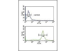 FCGR2A Antibody (C-term) (ABIN652864 and ABIN2842562) flow cytometric analysis of MDA-M cells (bottom histogram) compared to a negative control cell (top histogram). (FCGR2A 抗体  (C-Term))