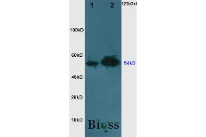 SDS-PAGE (SDS) image for anti-Nicotinamide phosphoribosyltransferase (NAMPT) (AA 301-400) antibody (ABIN727100)