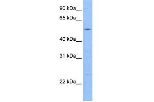 WB Suggested Anti-Gcom1 Antibody Titration: 0. (GCOM1 抗体  (C-Term))