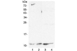 Western blot testing of human 1) HeLa, 2) HepG2, 3) K562 and 4) Caco-2 lysate with Cytochrome C antibody at 0. (Cytochrome C 抗体  (AA 2-105))