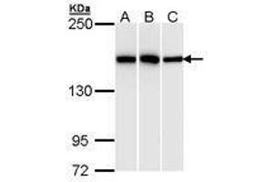 Image no. 1 for anti-High Density Lipoprotein Binding Protein (HDLBP) (AA 372-633) antibody (ABIN467565) (HDLBP 抗体  (AA 372-633))