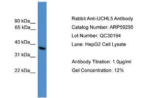 WB Suggested Anti-UCHL5  Antibody Titration: 0. (UCHL5 抗体  (C-Term))