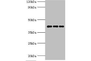 Western blot All lanes: Peptidyl-prolyl cis-trans isomerase D antibody at 9 μg/mL Lane 1: Mouse brain tissue Lane 2: A549 whole cell lysate Lane 3: MCF-7 whole cell lysate Secondary Goat polyclonal to rabbit IgG at 1/10000 dilution Predicted band size: 41 kDa Observed band size: 41 kDa