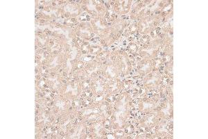 Immunohistochemistry of paraffin-embedded mouse kidney using GPKOW antibody. (GPKOW 抗体  (AA 127-476))