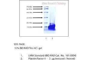Gel Scan of Platelet Factor 4, Human Platelet  This information is representative of the product ART prepares, but is not lot specific.