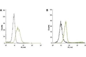 Cell surface detection of Orai1 in intact human  HL-60 acute promyelocytic leukemia cells (A) and human Jurkat T-cell leukemia cells (B). (ORAI1 抗体  (2nd Extracellular Loop))