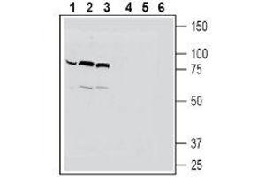Western blot analysis of human  monocytic leukemia cell line lysates (lanes 1 and 4), mouse  microglia cell line lysates (lanes 2 and 5) and human HeLa cervix adenocarcinoma cell line lysates (lanes 3 and 6):1-3.