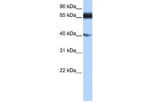 DKFZp686E2433 antibody used at 0. (ZNF879 抗体  (N-Term))