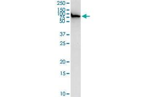EZR MaxPab rabbit polyclonal antibody. (Ezrin 抗体  (AA 1-586))