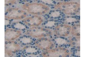 Immunohistochemistry (IHC) image for anti-Torsin Family 3, Member A (TOR3A) (AA 125-374) antibody (ABIN1860839)
