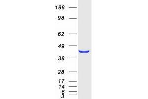 Western Blotting (WB) image for Proteasome (Prosome, Macropain) 26S Subunit, Non-ATPase, 13 (PSMD13) (Transcript Variant 1) protein (Myc-DYKDDDDK Tag) (ABIN2729977)