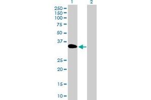 Western Blot analysis of DOK3 expression in transfected 293T cell line by DOK3 MaxPab polyclonal antibody. (DOK3 抗体  (AA 1-330))
