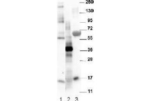 Image no. 1 for anti-Growth Differentiation Factor 15 (GDF15) (C-Term) antibody (ABIN452672) (GDF15 抗体  (C-Term))