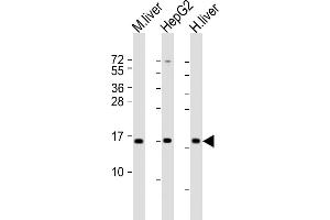 All lanes : Anti-CYB5A Antibody (Center) at 1:2000 dilution Lane 1: mouse liver lysate Lane 2: HepG2 lysate Lane 3: human liver lysate Lysates/proteins at 20 μg per lane. (CYB5A 抗体  (AA 31-65))