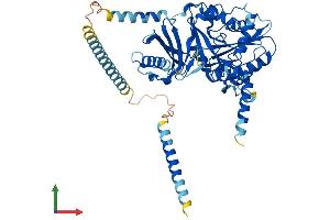 Protein Structure (PS) image for Chondroitin Sulfate N-Acetylgalactosaminyltransferase 1 (CSGALNACT1) (AA 1-530) protein (His tag) (ABIN7558705)