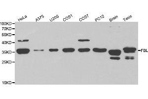 Western blot analysis of extracts of various cell lines, using FBL antibody. (Fibrillarin 抗体)