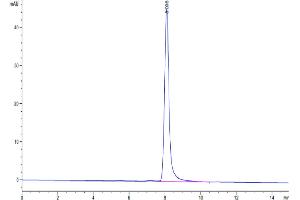 Size-exclusion chromatography-High Pressure Liquid Chromatography (SEC-HPLC) image for Tetraspanin 8 (TSPAN8) (AA 110-205) protein (Fc Tag) (ABIN7275804)