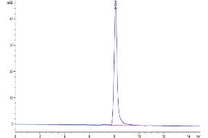 The purity of Human TSPAN8 is greater than 95 % as determined by SEC-HPLC. (Tspan-8 Protein (AA 110-205) (Fc Tag))