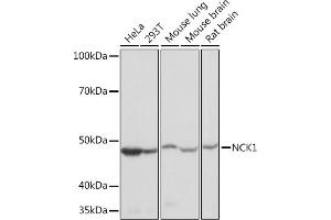 Western blot analysis of extracts of various cell lines, using NCK11 Rabbit mAb (ABIN7268834) at 1:1000 dilution. (NCK1 抗体)