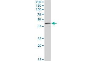 CNN3 monoclonal antibody (M01), clone 4C4. (CNN3 抗体  (AA 1-329))