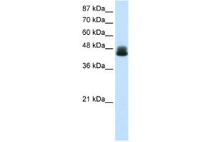 WB Suggested Anti-ZNF785 Antibody Titration:  0. (ZNF785 抗体  (N-Term))