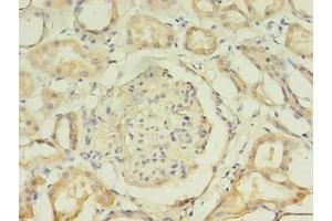 Immunohistochemistry of paraffin-embedded human kidney tissue using ABIN7157768 at dilution of 1:100