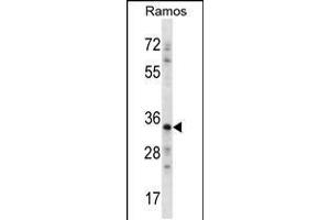Western blot analysis in Ramos cell line lysates (35ug/lane). (NDN 抗体  (N-Term))