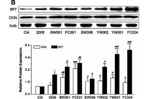 Effects of ODNs on osteogenic differentiation gene expression. (COL1A2 抗体  (AA 500-600))