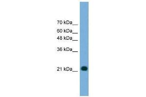 MYL4 antibody used at 0. (MYL4 抗体  (N-Term))