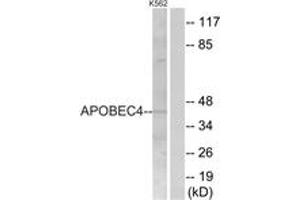 Western blot analysis of extracts from K562 cells, using APOBEC4 Antibody.
