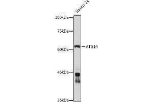Western blot analysis of extracts of Neuro-2a cells, using  antibody (ABIN6131258, ABIN6137246, ABIN6137247 and ABIN6223428) at 1:1000 dilution.