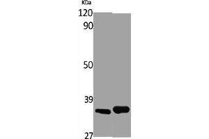 Western Blot analysis of various cells using Olfactory receptor 4X1 Polyclonal Antibody (OR4X1 抗体  (C-Term))