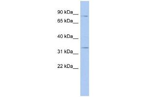 Syntaxin 19 antibody used at 1 ug/ml to detect target protein. (Syntaxin 19 抗体  (N-Term))
