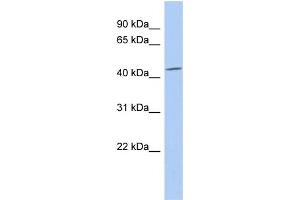 WB Suggested Anti-SELENBP1 Antibody Titration:  0. (SELENBP1 抗体  (N-Term))