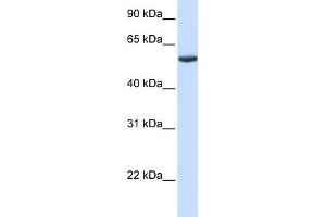WB Suggested Anti-PHF10 Antibody Titration:  0. (PHF10 抗体  (Middle Region))