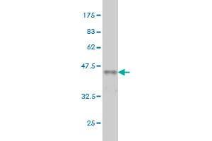 Western Blotting (WB) image for anti-CSE1 Chromosome Segregation 1-Like (CSE1L) (AA 872-971) antibody (ABIN560494)