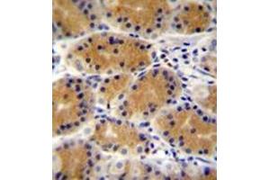 Immunohistochemistry analysis in formalin fixed and paraffin embedded human stomach tissue reacted with PLEKHG3 Antibody (C-term) followed which was peroxidase conjugated to the secondary antibody and followed by DAB staining. (PLEKHG3 抗体  (C-Term))