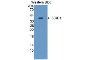Western Blotting (WB) image for anti-Endothelial PAS Domain Protein 1 (EPAS1) (AA 24-348) antibody (ABIN1176140) (EPAS1 抗体  (AA 24-348))